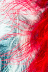 Red and white bird feathers on blue background vertical photo. Abstract background of feathers texture. Valentine's Day, February 14 concept. Macro photo.