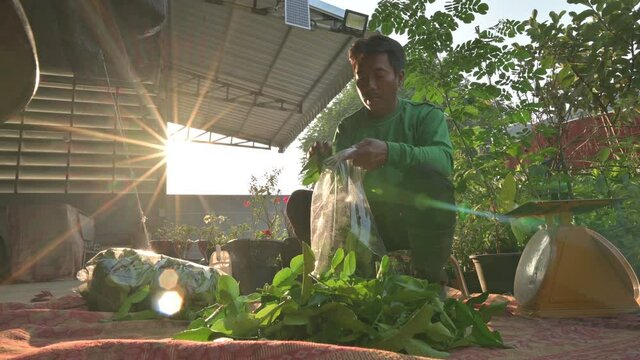 Gardeners are bringing kaffir lime leaves that have been harvested and put in bags ready for sale.