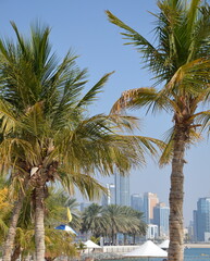 Fototapeta premium Dubai. Palm trees, umbrellas and the beach against the backdrop of the city and skyscrapers. Sunny day and blue sky. Place for tourism and recreation