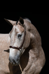 Face portrait of an rose grey spanish mare