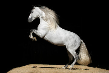 Powerful stallion doing a levade in freedom
