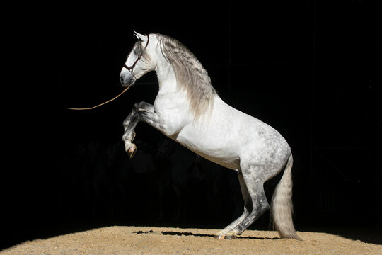 Powerful grey stallion with long mane doing a levade