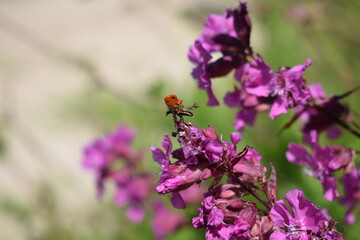 ladybug flies away from a flower