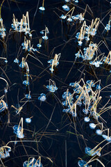 ice blue water frost