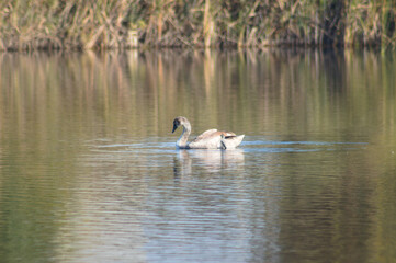 Naklejka na ściany i meble Swan floating on rippled lake closeup with selective focus on foreground