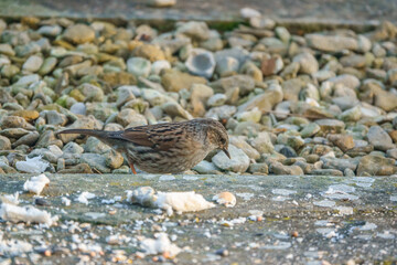 close up of a  dunnock (Prunella modularis) hunting for food amongst patio garden stones 