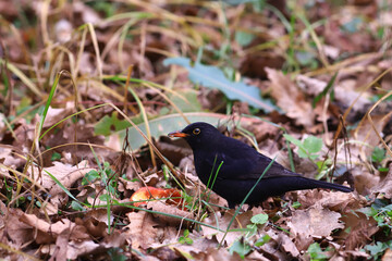 In winter, the Blackbird eats an apple...