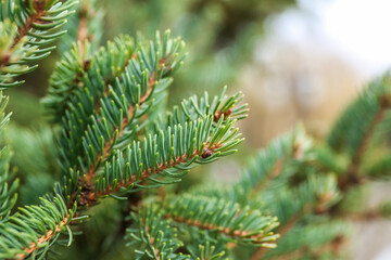 Fir tree branches on winter day