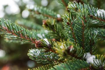 Naklejka na ściany i meble Closeup view of fir tree branches on snowy winter day