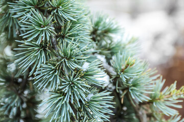 Beautiful fir tree branches on snowy winter day, closeup