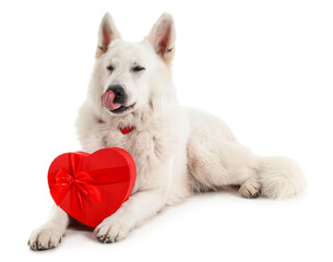 Funny dog with gift box lying on white background. Valentine's Day celebration