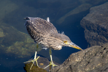 Juvenile black crowned night heron