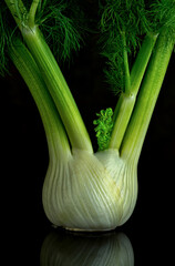 Bulb and stems of fennel (Foeniculum vulgare), an herb used for flavoring in soups and other dishes.