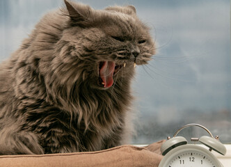 A funny British cat with a wide open mouth and sticking out tongue screams at the alarm clock. Blurred background. Close-up.