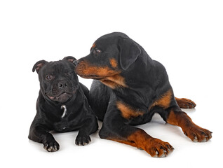 Fototapeta premium staffordshire bull terrier and rottweiler