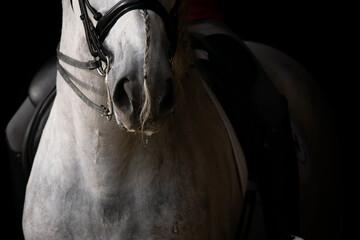 Close up of the snout of a grey spanish horse with braided long mane © Azahara