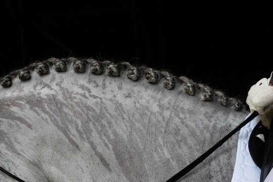 Detail of the rain-soaked neck of a grey Spanish horse before competing in dressage