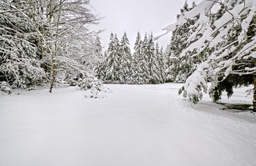 The road is there somewhere - snowy weather in Western Washington