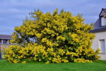Beautiful Mimosa in Brittany-France