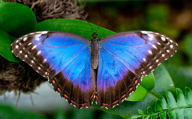 Macro shots, Beautiful nature scene. Closeup beautiful butterfly sitting on the flower in a summer garden.