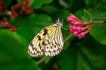 Macro shots, Beautiful nature scene. Closeup beautiful butterfly sitting on the flower in a summer garden.