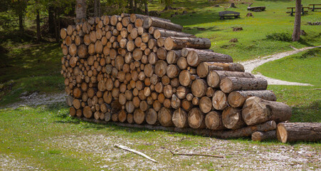 Pile of wood in the meadow near the forest. Banner or panorama wooden trunks. The logging timber wood industry. 
