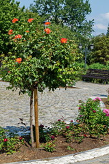 A view of a orange rose tree in bloom, Sofia, Bulgaria