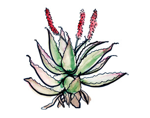 Australia flower sketch. flannel.Isolated on a white background.