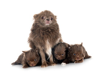 Obraz premium puppies pomeranian in studio