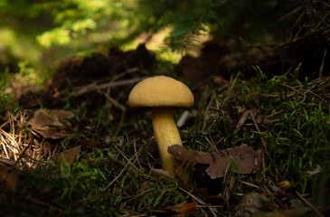 Mushrooms in the forest, edible mushroom