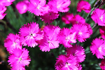 Obraz premium Close-up of small pink and white flowers