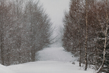 Obraz premium forest during snowstorm in winter