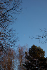 Moon among forest trees in the blue evening sky