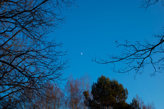 Moon among forest trees in the blue evening sky