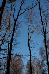 Moon among forest trees in the blue evening sky