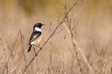 Male of Common stonechat (Saxicola rubicola) in Donana National Park