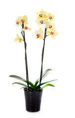 Naklejka na ściany i meble moth orchids in studio