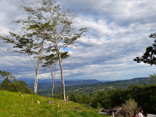 Fototapeta na wymiar pine tree on the hill