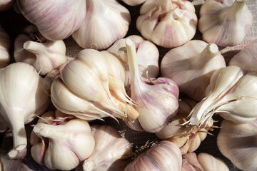 Close-up of the garlic background. Banner.