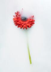Red chrysanthemum floats in milk-colored water. Minimal flat lay