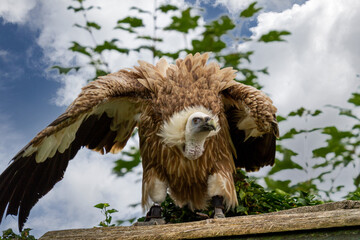 Gänsegeier setzt zum Abflug an