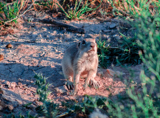 Cute Mouse