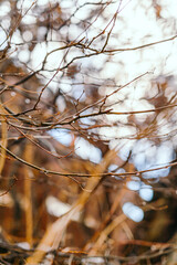 water drops on branches in Spring Thaw