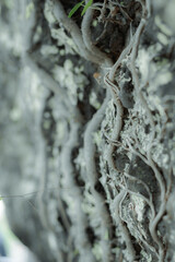 Fototapeta na wymiar Roots of plants on cliff
