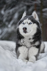 Husky dog wolf in snow forest, winter background. Winter forest.