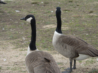 country goose on the beach