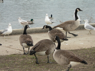 canadian geese on the beach