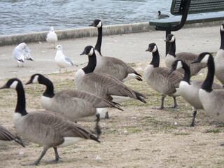 country goose family