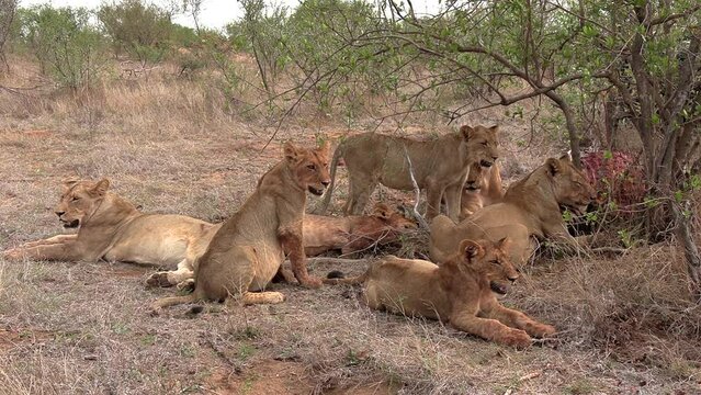 Pride of lions rest at a kill on grass by tree in African bushland