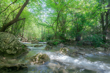 Mountain river in the forest